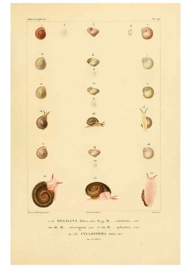 Reproducción/Reproduction 6302694279: Voyage dans l'Amérique Méridionale. v.9. Paris :Pitois-Levrault,1835-47