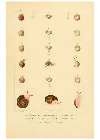 Reproducción/Reproduction 6302694279: Voyage dans l'Amérique Méridionale. v.9. Paris :Pitois-Levrault,1835-47