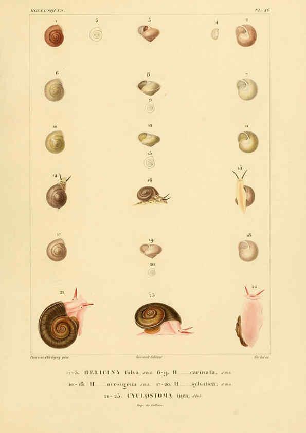 Reproducción/Reproduction 6302694279: Voyage dans l'Amérique Méridionale. v.9. Paris :Pitois-Levrault,1835-47