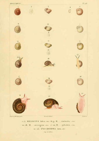 Reproducción/Reproduction 6302694279: Voyage dans l'Amérique Méridionale. v.9. Paris :Pitois-Levrault,1835-47