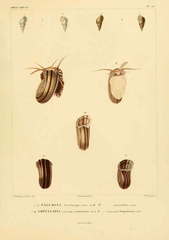 Reproducción/Reproduction 6303220378: Voyage dans l'Amérique Méridionale. v.9. Paris :Pitois-Levrault,1835-47