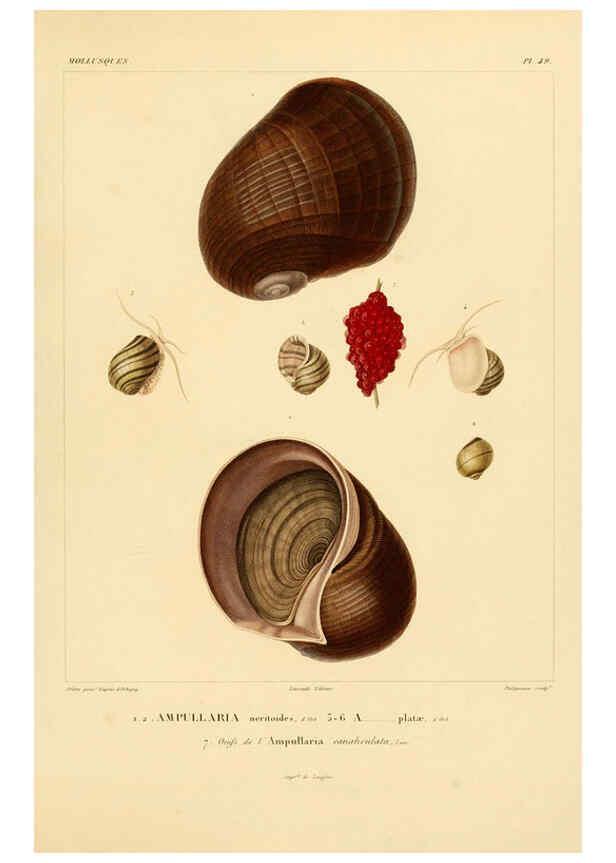 Reproducción/Reproduction 6303220626: Voyage dans l'Amérique Méridionale. v.9. Paris :Pitois-Levrault,1835-47