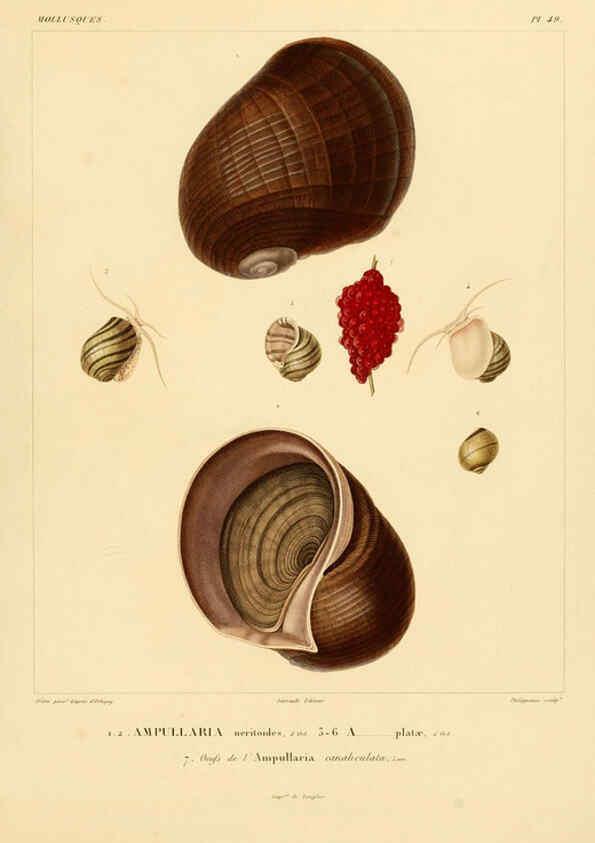 Reproducción/Reproduction 6303220626: Voyage dans l'Amérique Méridionale. v.9. Paris :Pitois-Levrault,1835-47