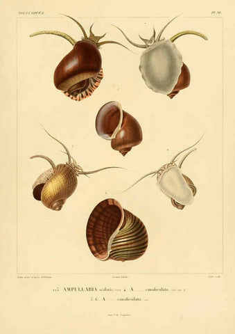 Reproducción/Reproduction 6303220972: Voyage dans l'Amérique Méridionale. v.9. Paris :Pitois-Levrault,1835-47