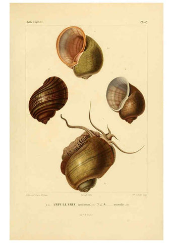 Reproducción/Reproduction 6302695755: Voyage dans l'Amérique Méridionale. v.9. Paris :Pitois-Levrault,1835-47