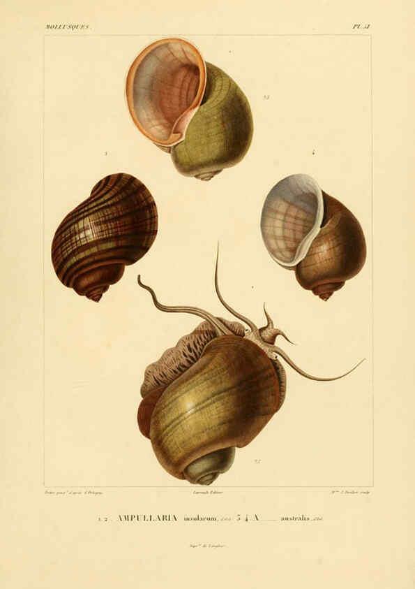 Reproducción/Reproduction 6302695755: Voyage dans l'Amérique Méridionale. v.9. Paris :Pitois-Levrault,1835-47