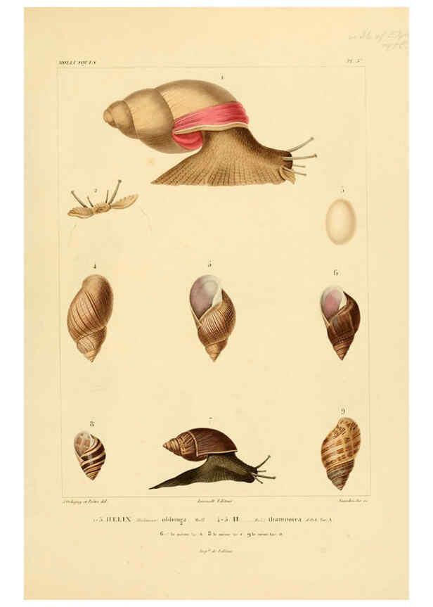 Reproducción/Reproduction 6302691935: Voyage dans l'Amérique Méridionale. v.9. Paris :Pitois-Levrault,1835-47