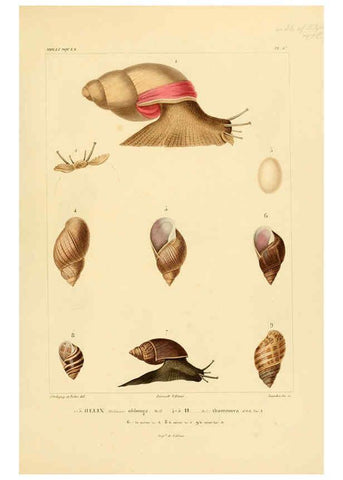 Reproducción/Reproduction 6302691935: Voyage dans l'Amérique Méridionale. v.9. Paris :Pitois-Levrault,1835-47