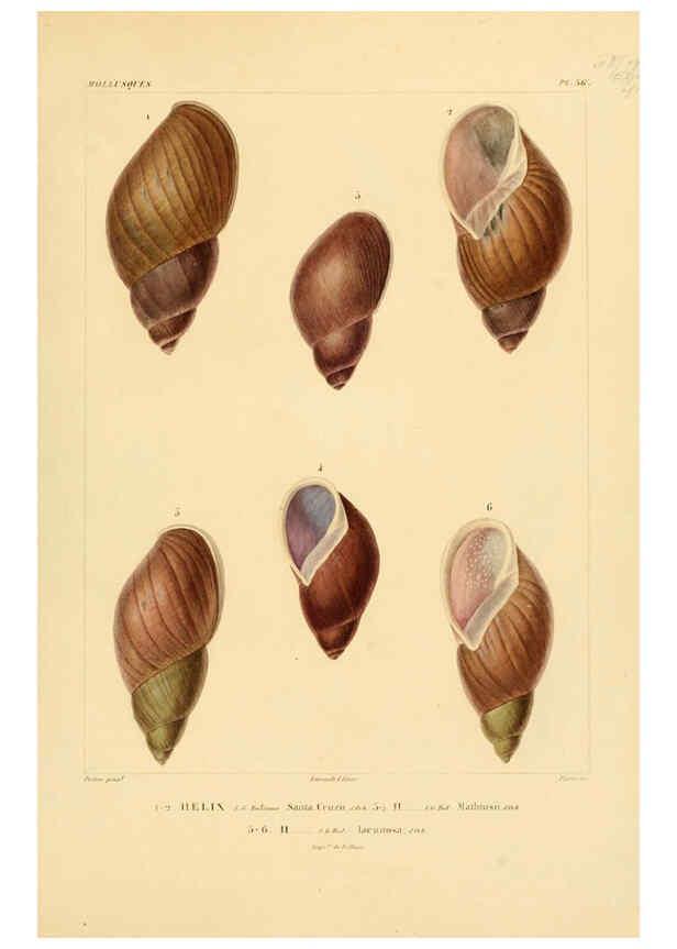 Reproducción/Reproduction 6303217086: Voyage dans l'Amérique Méridionale. v.9. Paris :Pitois-Levrault,1835-47