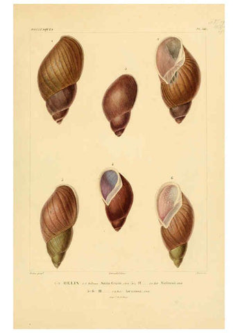 Reproducción/Reproduction 6303217086: Voyage dans l'Amérique Méridionale. v.9. Paris :Pitois-Levrault,1835-47