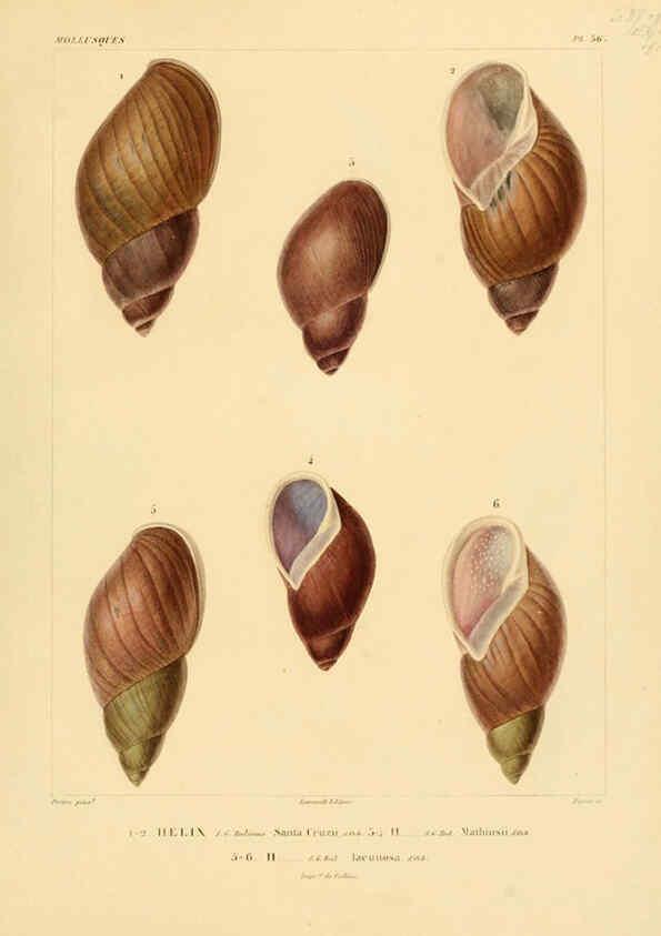 Reproducción/Reproduction 6303217086: Voyage dans l'Amérique Méridionale. v.9. Paris :Pitois-Levrault,1835-47