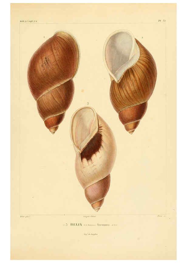 Reproducción/Reproduction 6302691493: Voyage dans l'Amérique Méridionale. v.9. Paris :Pitois-Levrault,1835-47