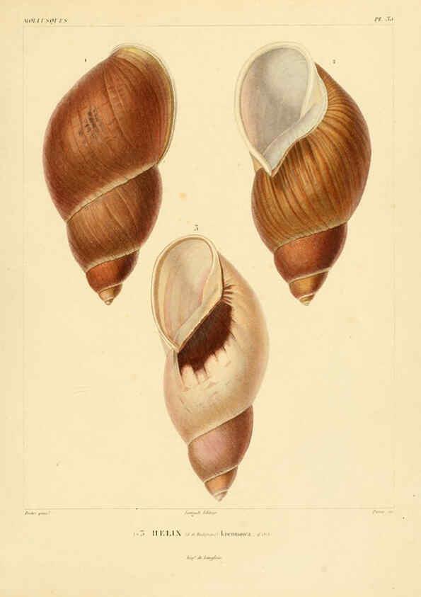 Reproducción/Reproduction 6302691493: Voyage dans l'Amérique Méridionale. v.9. Paris :Pitois-Levrault,1835-47