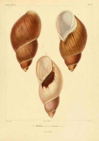 Reproducción/Reproduction 6302691493: Voyage dans l'Amérique Méridionale. v.9. Paris :Pitois-Levrault,1835-47