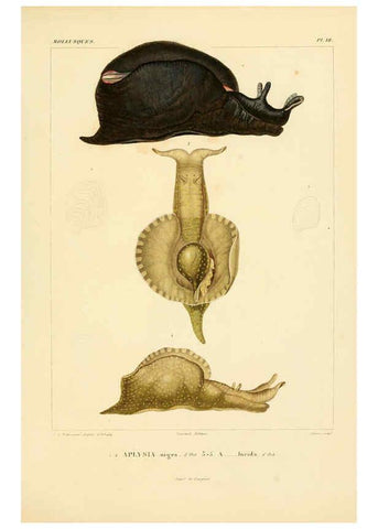 Reproducción/Reproduction 6302685663: Voyage dans l'Amérique Méridionale. v.9. Paris :Pitois-Levrault,1835-47