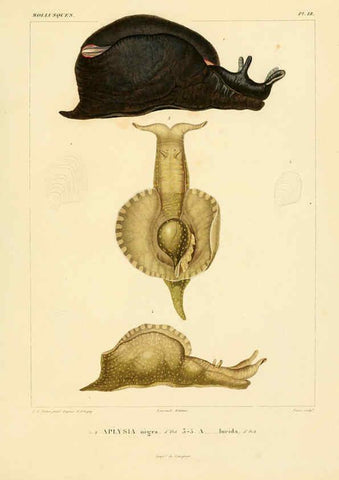 Reproducción/Reproduction 6302685663: Voyage dans l'Amérique Méridionale. v.9. Paris :Pitois-Levrault,1835-47
