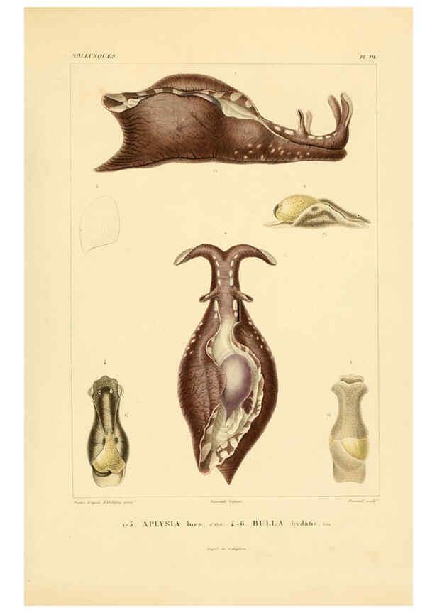 Reproducción/Reproduction 6303211136: Voyage dans l'Amérique Méridionale. v.9. Paris :Pitois-Levrault,1835-47