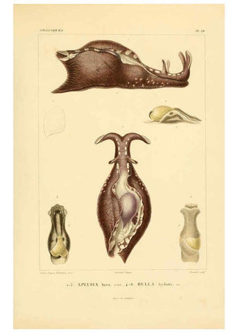 Reproducción/Reproduction 6303211136: Voyage dans l'Amérique Méridionale. v.9. Paris :Pitois-Levrault,1835-47