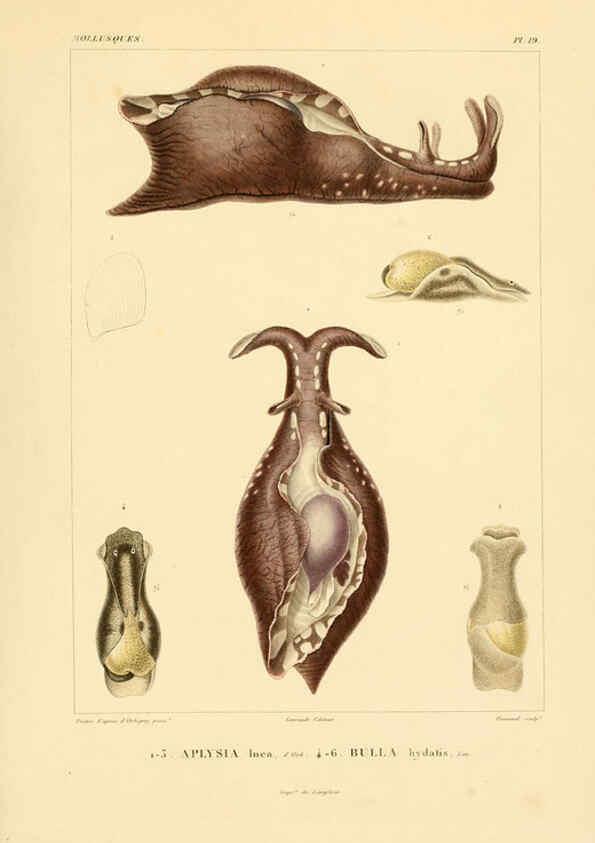 Reproducción/Reproduction 6303211136: Voyage dans l'Amérique Méridionale. v.9. Paris :Pitois-Levrault,1835-47
