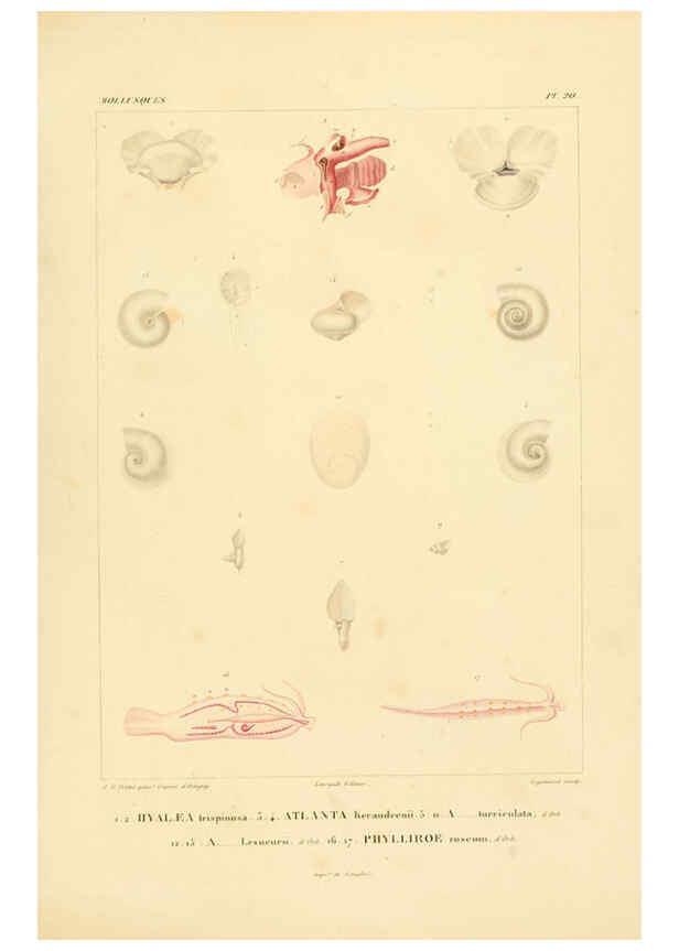 Reproducción/Reproduction 6303211352: Voyage dans l'Amérique Méridionale. v.9. Paris :Pitois-Levrault,1835-47