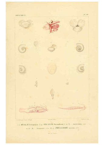 Reproducción/Reproduction 6303211352: Voyage dans l'Amérique Méridionale. v.9. Paris :Pitois-Levrault,1835-47