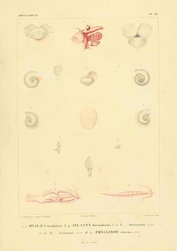 Reproducción/Reproduction 6303211352: Voyage dans l'Amérique Méridionale. v.9. Paris :Pitois-Levrault,1835-47