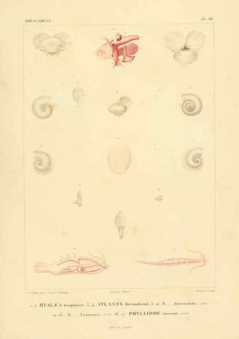 Reproducción/Reproduction 6303211352: Voyage dans l'Amérique Méridionale. v.9. Paris :Pitois-Levrault,1835-47