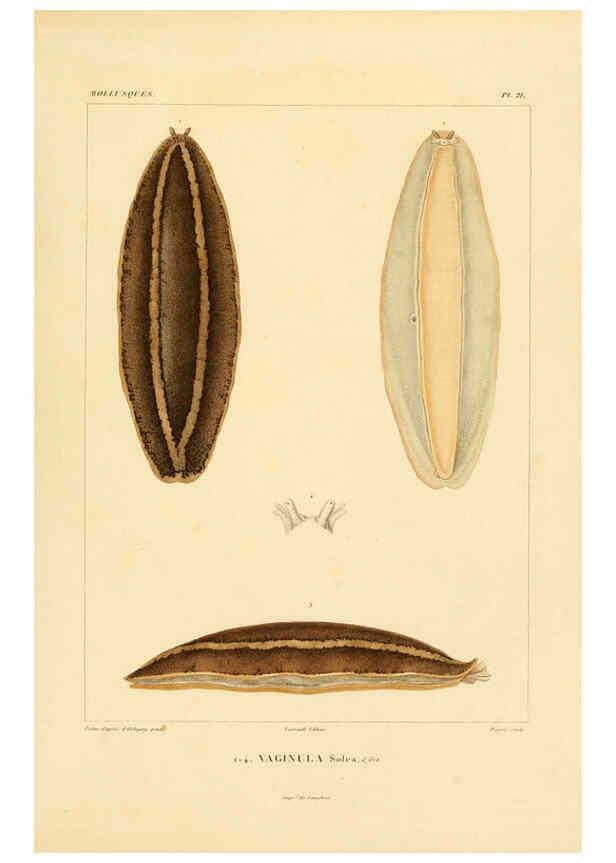 Reproducción/Reproduction 6302686275: Voyage dans l'Amérique Méridionale. v.9. Paris :Pitois-Levrault,1835-47