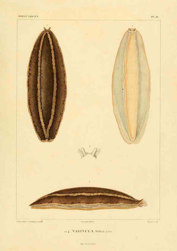 Reproducción/Reproduction 6302686275: Voyage dans l'Amérique Méridionale. v.9. Paris :Pitois-Levrault,1835-47