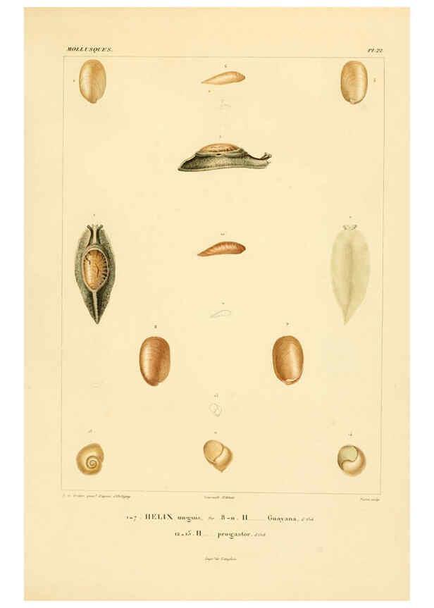 Reproducción/Reproduction 6303211866: Voyage dans l'Amérique Méridionale. v.9. Paris :Pitois-Levrault,1835-47