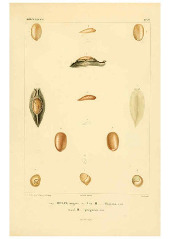 Reproducción/Reproduction 6303211866: Voyage dans l'Amérique Méridionale. v.9. Paris :Pitois-Levrault,1835-47