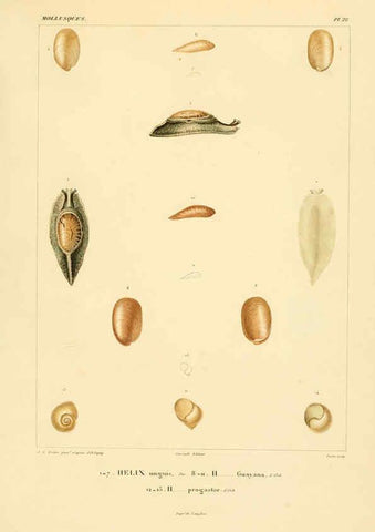 Reproducción/Reproduction 6303211866: Voyage dans l'Amérique Méridionale. v.9. Paris :Pitois-Levrault,1835-47