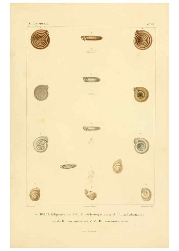 Reproducción/Reproduction 6302686811: Voyage dans l'Amérique Méridionale. v.9. Paris :Pitois-Levrault,1835-47