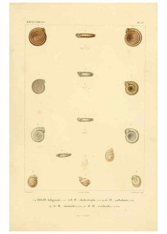 Reproducción/Reproduction 6302686811: Voyage dans l'Amérique Méridionale. v.9. Paris :Pitois-Levrault,1835-47