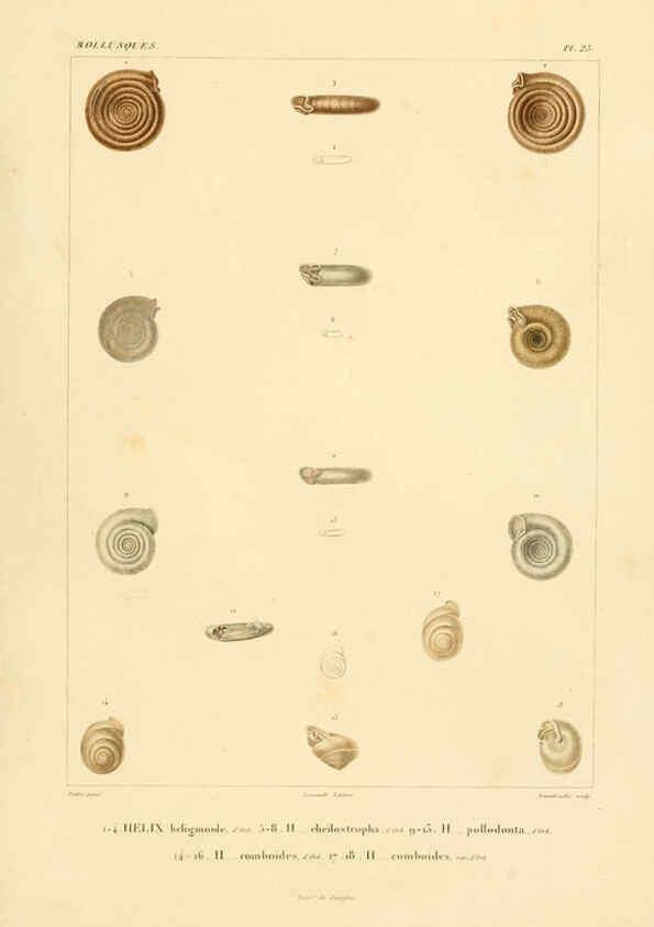 Reproducción/Reproduction 6302686811: Voyage dans l'Amérique Méridionale. v.9. Paris :Pitois-Levrault,1835-47