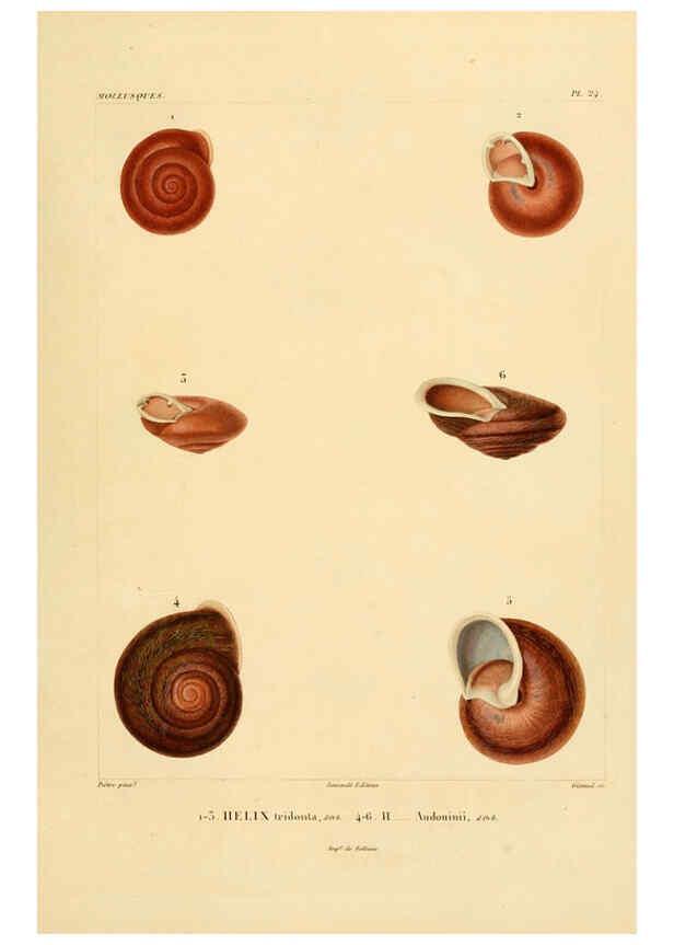 Reproducción/Reproduction 6303212468: Voyage dans l'Amérique Méridionale. v.9. Paris :Pitois-Levrault,1835-47