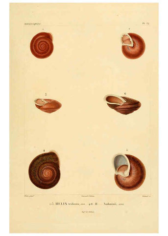 Reproducción/Reproduction 6303212468: Voyage dans l'Amérique Méridionale. v.9. Paris :Pitois-Levrault,1835-47