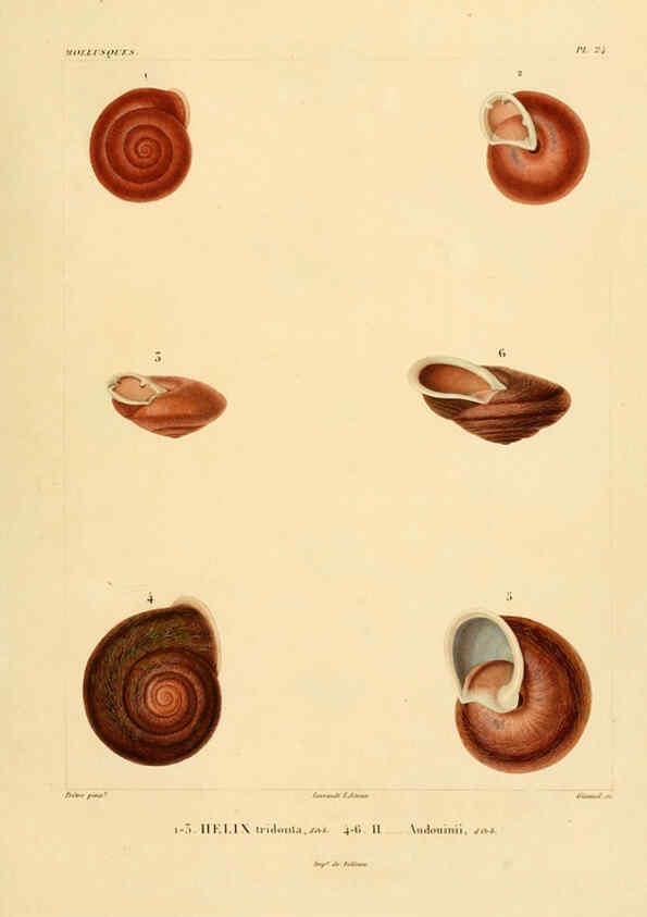 Reproducción/Reproduction 6303212468: Voyage dans l'Amérique Méridionale. v.9. Paris :Pitois-Levrault,1835-47