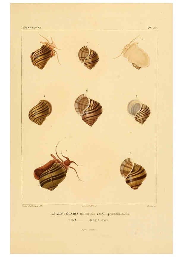 Reproducción/Reproduction 6302696105: Voyage dans l'Amérique Méridionale. v.9. Paris :Pitois-Levrault,1835-47