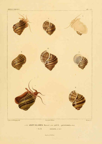 Reproducción/Reproduction 6302696105: Voyage dans l'Amérique Méridionale. v.9. Paris :Pitois-Levrault,1835-47
