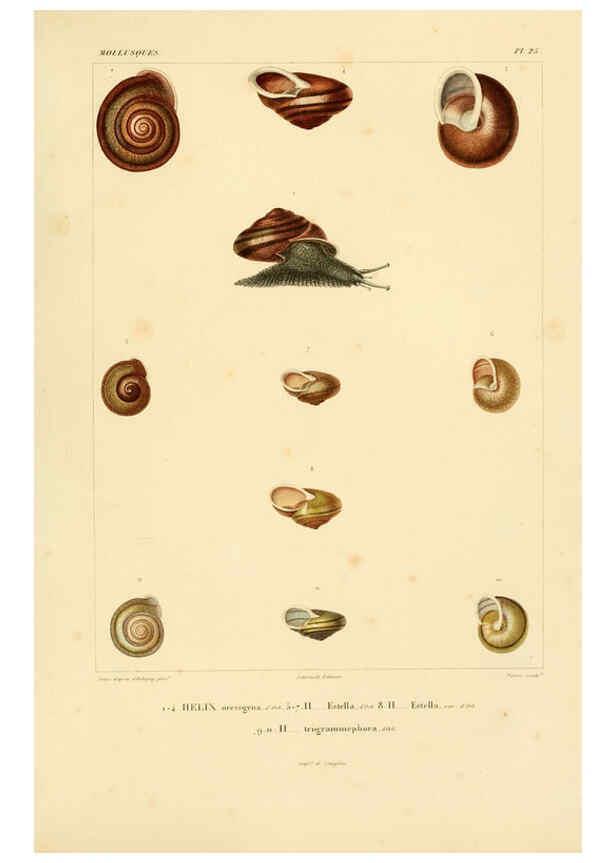 Reproducción/Reproduction 6303212756: Voyage dans l'Amérique Méridionale. v.9. Paris :Pitois-Levrault,1835-47