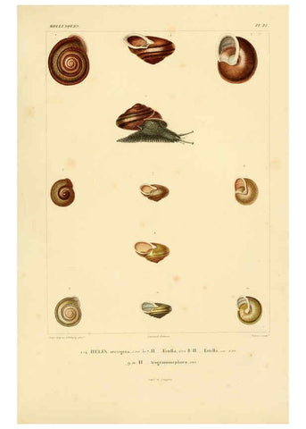 Reproducción/Reproduction 6303212756: Voyage dans l'Amérique Méridionale. v.9. Paris :Pitois-Levrault,1835-47