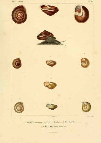 Reproducción/Reproduction 6303212756: Voyage dans l'Amérique Méridionale. v.9. Paris :Pitois-Levrault,1835-47