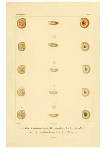 Reproducción/Reproduction 6302688465: Voyage dans l'Amérique Méridionale. v.9. Paris :Pitois-Levrault,1835-47