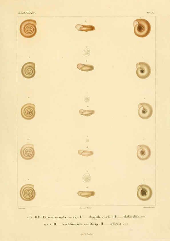 Reproducción/Reproduction 6302688465: Voyage dans l'Amérique Méridionale. v.9. Paris :Pitois-Levrault,1835-47