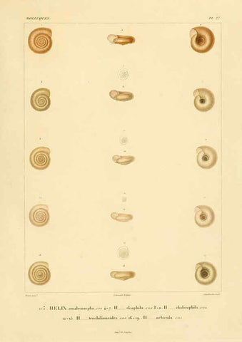 Reproducción/Reproduction 6302688465: Voyage dans l'Amérique Méridionale. v.9. Paris :Pitois-Levrault,1835-47