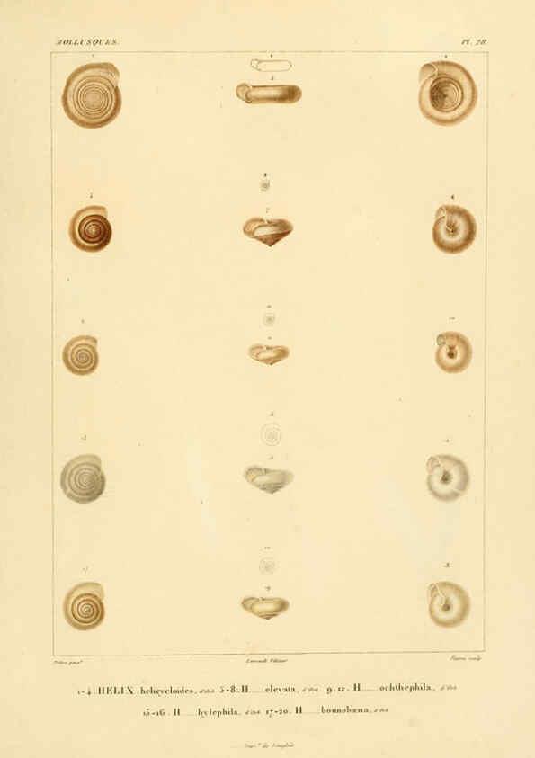Reproducción/Reproduction 6302688997: Voyage dans l'Amérique Méridionale. v.9. Paris :Pitois-Levrault,1835-47