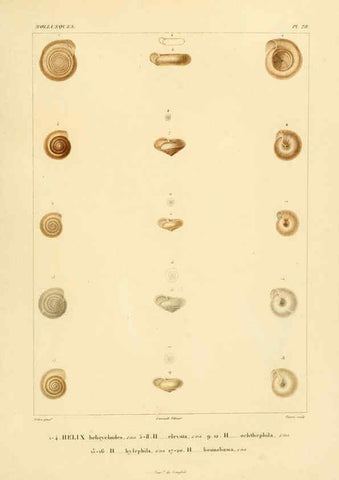Reproducción/Reproduction 6302688997: Voyage dans l'Amérique Méridionale. v.9. Paris :Pitois-Levrault,1835-47