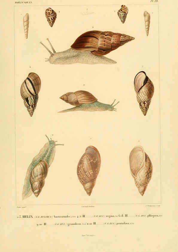 Reproducción/Reproduction 6303214522: Voyage dans l'Amérique Méridionale. v.9. Paris :Pitois-Levrault,1835-47