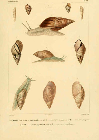 Reproducción/Reproduction 6303214522: Voyage dans l'Amérique Méridionale. v.9. Paris :Pitois-Levrault,1835-47